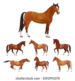 Horses in various poses. Collection of vector illustrations isolated on white background