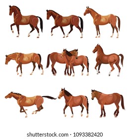 Horses in various poses. Collection of vector illustrations isolated on white background