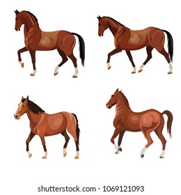 Horses in various poses . Set of vector illustration isolated on white background