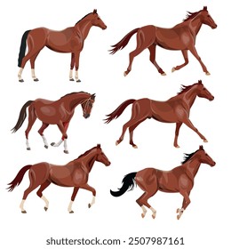 Caballos en varias poses. Tipos de marcha de caballos. Conjunto de Ilustraciones vectoriales aisladas sobre fondo blanco en estilo realista