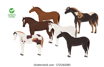 Horses vector illustration isolated on white background. Farm animal.