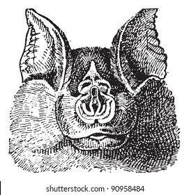 Horseshoe Bats (Rhinolophidae), Vintage Engraved Illustration. Dictionary Of Words And Things - Larive And Fleury - 1895.