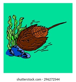 Horseshoe crab