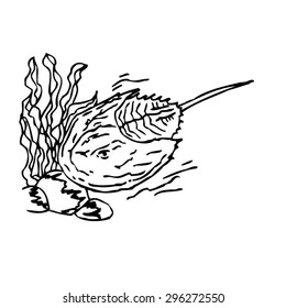 Horseshoe crab