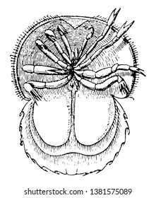 Horseshoe Crab don't have a spine. Horseshoe crabs live primarily in and around shallow ocean waters on soft sandy or muddy bottoms. The end of the abdomen is furnished with a long sword-like spine.