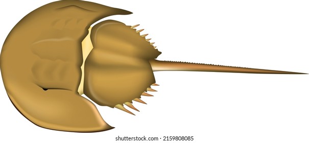 'Horseshoe crab' illustration. Vector EPS format.