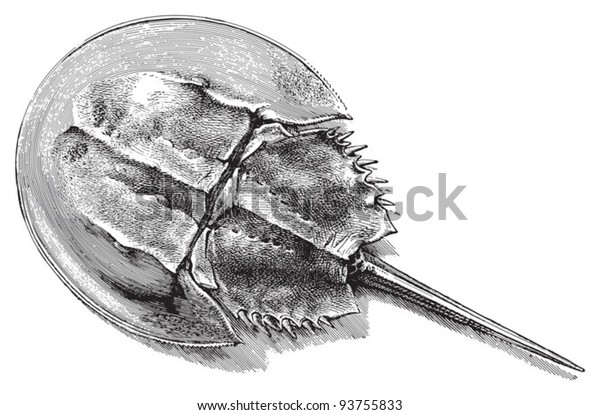 Horseshoe Crab Limulus Moluccanus Vintage Illustration Stock