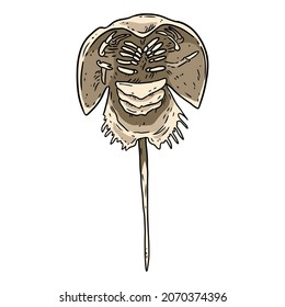 Horseshoe crab lineart doodle design for coloring book. Cartoon sketchbook image logo. Media graphic icon