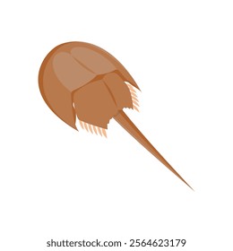 Horseshoe Crab Seafood Vector Illustration, Isolated