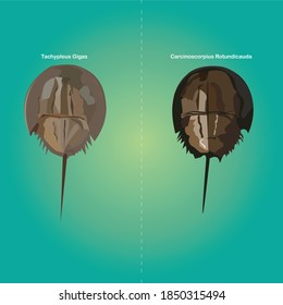 Horseshoe Crab two type in Thailand