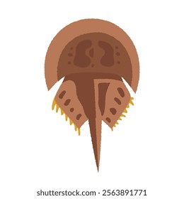 Horseshoe crab vector illustration. Not AI