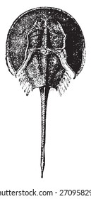 Horseshoe crab, vintage engraved illustration. Natural History of Animals, 1880.
