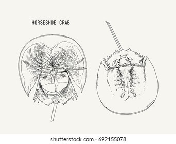 Horseshoe-crab hand draw sketch vector.