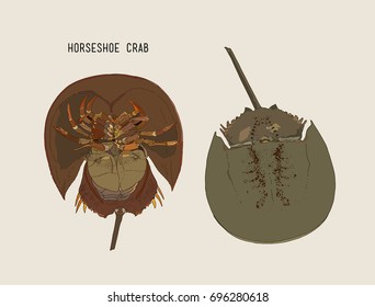 Horseshoe-crab hand draw sketch vector.