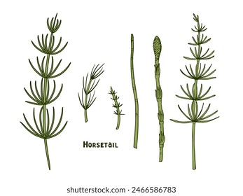 Horsetail, forest and medicinal herbs, handmade ink. Image of the medicinal herb Equisetum arvense. Set of vector botanical illustrations of the horsetail plant in color for medicine in outline 