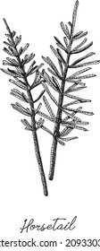 Horsetail - plany. Engraving. Sketchy hand-drawn vector illustration.