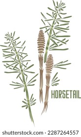 Horsetail sprout in vector silhouette. Equisetum arvense medicinal herb image. Set of vector botanical illustration of Horsetail plant in color for medicine. Horsetail in contour and color.