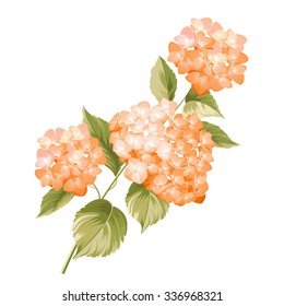 Hortensia flower. Red realistic hydrangea. Illustration of flowers. Vintage art. Can be used for invitation card. Vector illustration.