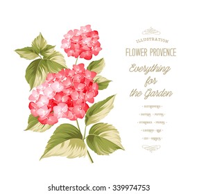 Hortensia flower. Red realistic hydrangea. Illustration of flowers. Vintage art. Can be used for invitation card. Vector illustration.
