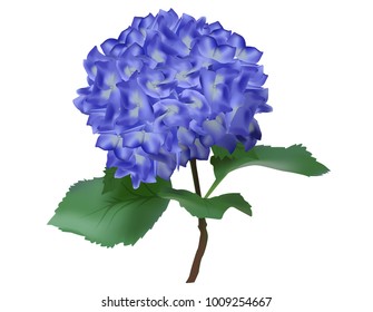 Hortensia flower vector drawn isolated