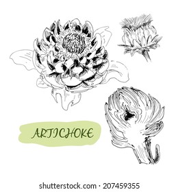 Horticultural crops. Artichoke. Hand drawn graphic illustration.