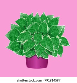 Hosta  in a flower pot on pink background

