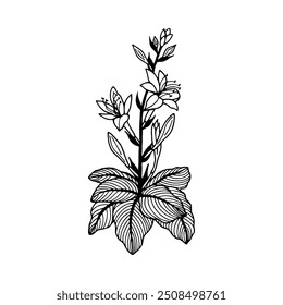 Hosta flowers. Vector stock illustration eps10. Isolate on white background, outline. Hand drawn.