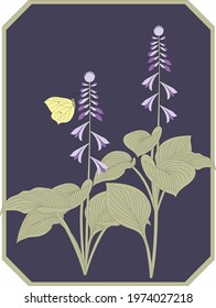 Hosta funkia summer flower vector
