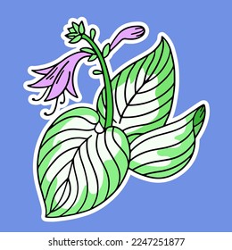 Hosta, a garden plant, vector design element, hand drawn