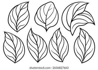Hosta Leaf Line Art Illustration Detailed Drawing for Artistic Prints (1)