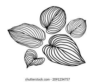 Hosta leaves line art design for wall arts, fabric, prints