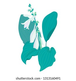 Hosta plants on white background