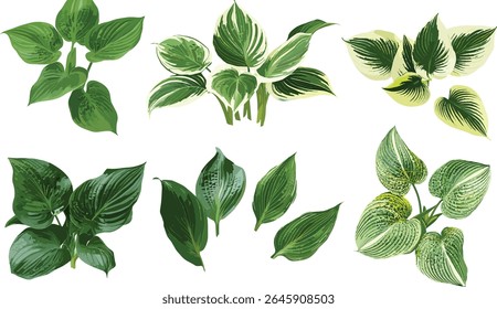 Hosta rainforest sunrise plantain lily frontal isolated cutout, ornamental garden plant, lush green leaves, tropical flora, natural foliage, vector illustration.