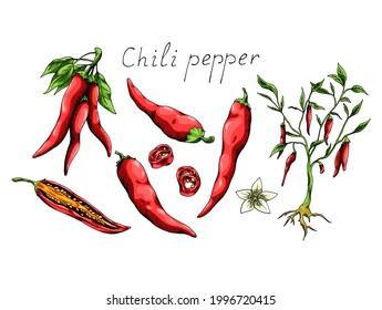 Hot chili pepper with leaves and roots. Mexican traditional seasoning. Tasty spice. Сut plant and seeds. Isolated clipart set on white background. Hand-drawn ink sketch.