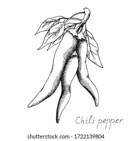 Hot chili pepper. Mexican traditional seasoning. Tasty spice. Whole plant and leaves. Isolated illustration on white background. Hand-drawn ink sketch.