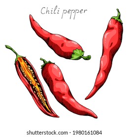 Hot chili pepper. Mexican traditional seasoning. Tasty spice. Whole, cut plant and seeds. Isolated clipart set on white background. Hand-drawn ink sketch.