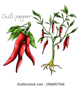 Hot chili pepper. Mexican traditional seasoning. Tasty spice. Whole plant with leaves and roots. Isolated illustration on white background. Hand-drawn ink sketch.