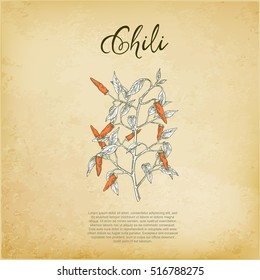 Hot chili pepper, Chili pepper plant with fruits in vintage style, label for tabasco chili pepper