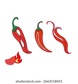 hot chili pepper. Red chili pepper hand drawn illustration. Vibrant red chili pepper illustration. Hand drawn red chili pepper. Red chilipepper doodle