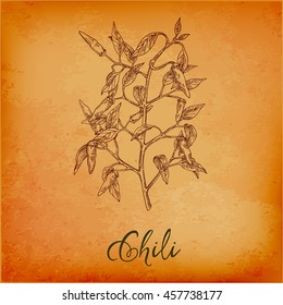 Hot chili pepper, vintage style illustration with pepper, chili gravure style label for hot sauce