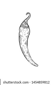 Hot chilli or chili pepper spice sketch icon. Cayenne & jalapeno food cooking drawing. Hand drawn ink vector illustration in engraving style isolated on white background.