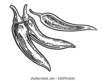 Hot Chilly pepper on white background.  Vector vintage engraving illustration for menu, poster, print. Fresh organic vegetable, hot pepper in engraved style. Detailed food drawing.