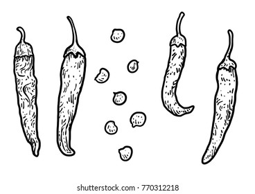 Hot pepper illustration, drawing, engraving, ink, line art, vector