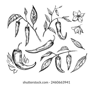 Hot pepper, sketch, engraving style. Hand drawn set, vector illustration, black outline