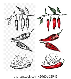 Hot pepper, sketch, engraving style. Hand drawn set, vector illustration, black outline
