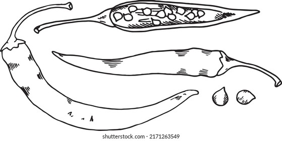 Hot pepper.Line art vector illustration. Isolated on a white background. For your design.