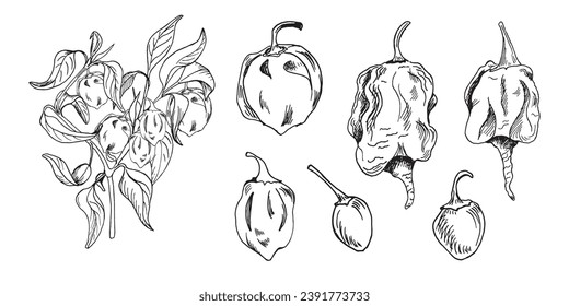 Hot peppers bush vector illustration isolated on white. Hand drawn ink trinidad scorpion pepper. Dragon breath pepper black white graphic. Hot pepper plant. Design element for wrapping, package