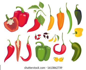 Hot peppers. Mexican chile fresh vegetarian food spices paprika cayenne exotic products vector