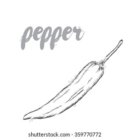 Hot peppers. Red pepper. Vegetables vector.