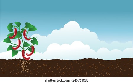 Hot peppers in the Vegetable garden background with copy space EPS 10 vector royalty free stock illustration